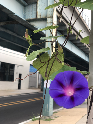 A local flower I found underneath The L (SEPTA Market-Frankford Line) that I ride to service in the Kensington area.