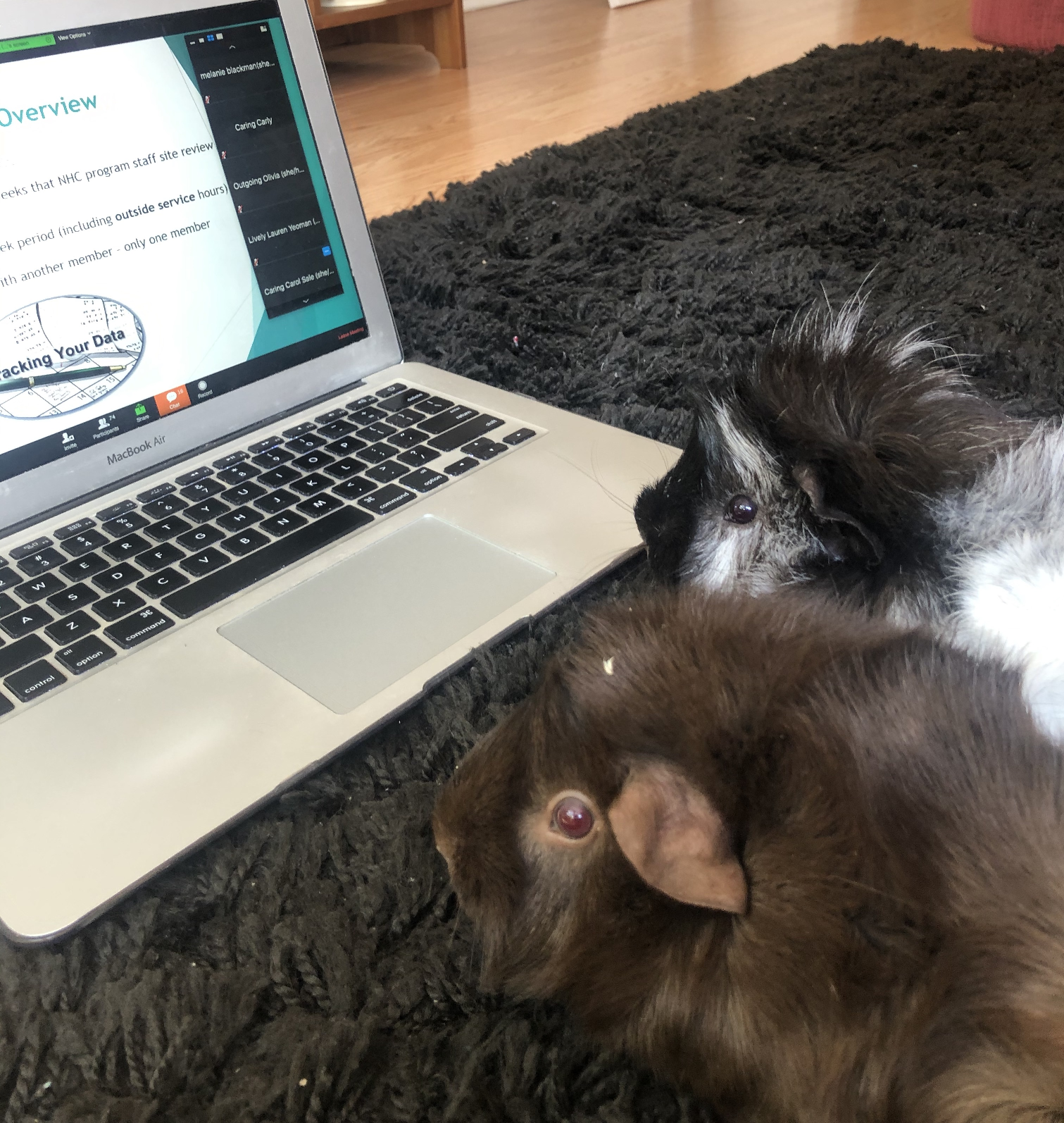 two guinie pigs sitting in front of computer
