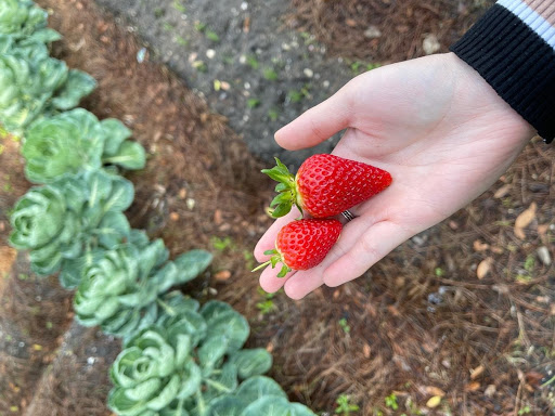 A hand holding two red strawberries above a garden